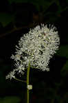 White baneberry <BR>Doll's eyes